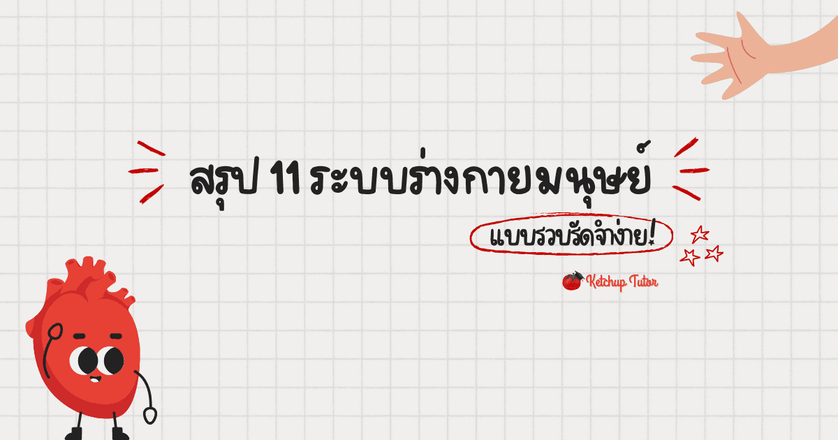 สรุป 11 ระบบร่างกายมนุษย์ แบบรวบรัดจำง่าย! - ketchuptutor.co